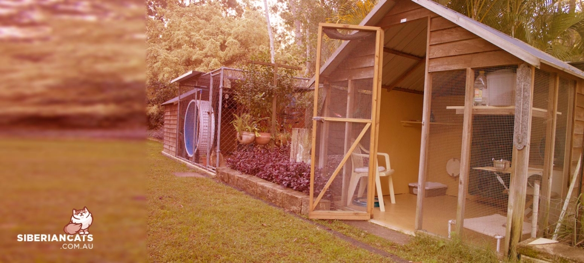 Miakoschka-Siberian-Cattery-Brisbane.jpg