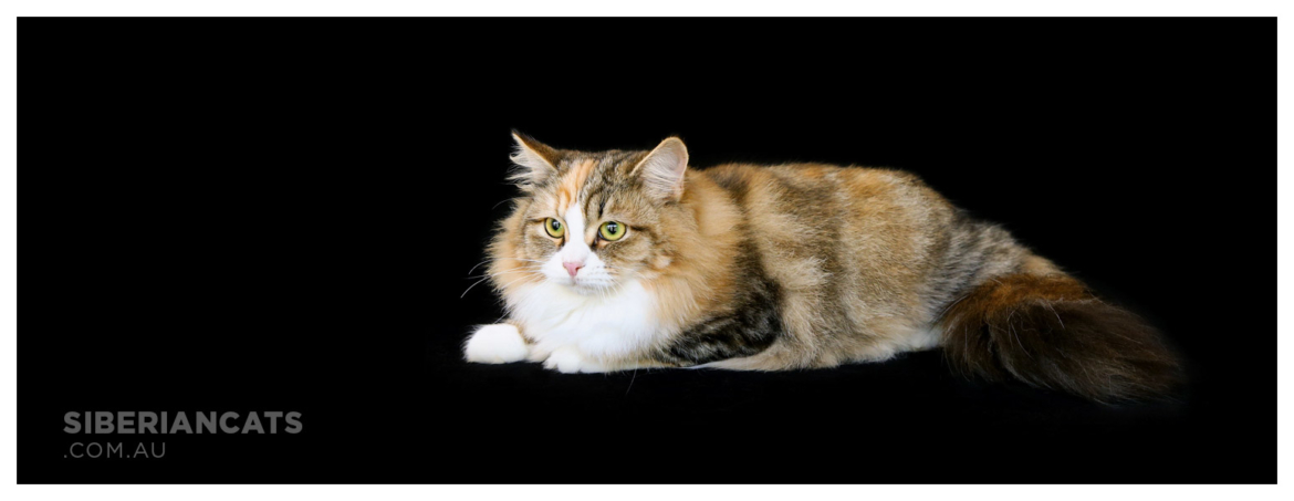 Traditional-Siberian-Cat-Breeder.jpg