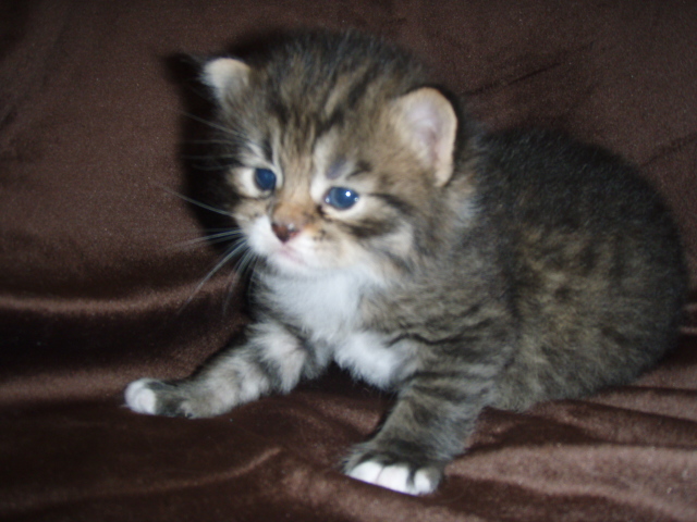 black-mac-tabby-white-male.jpg