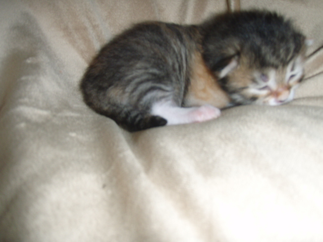 black-tortie-white-girl.jpg