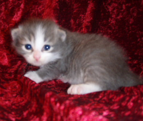 blue-tabby-white-boy1.jpg