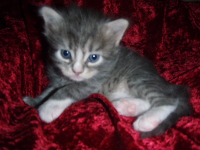 blue-tabby-white-boy2.jpg