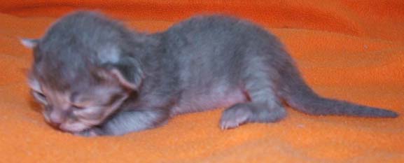 kitten-blu-tabby-male.jpg