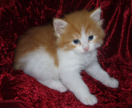 red-tabby-white-boy-3jpg2.jpg