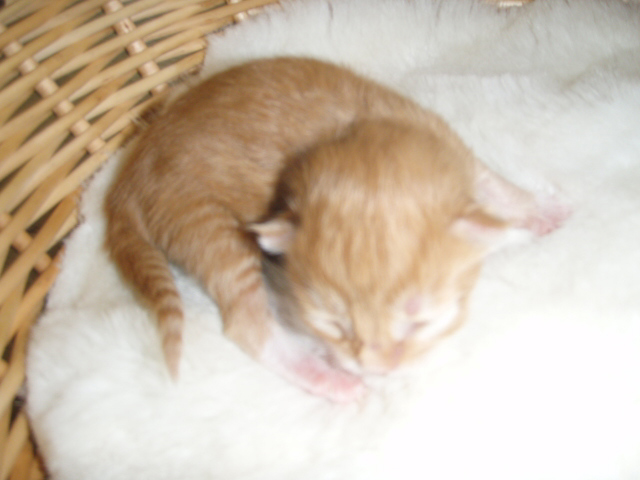 red-white-mac-tabby.jpg