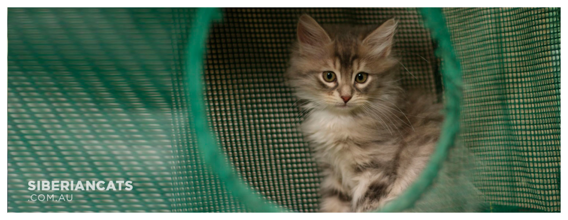 Miakoschka-Siberian-Kitten-For-Sale.jpg