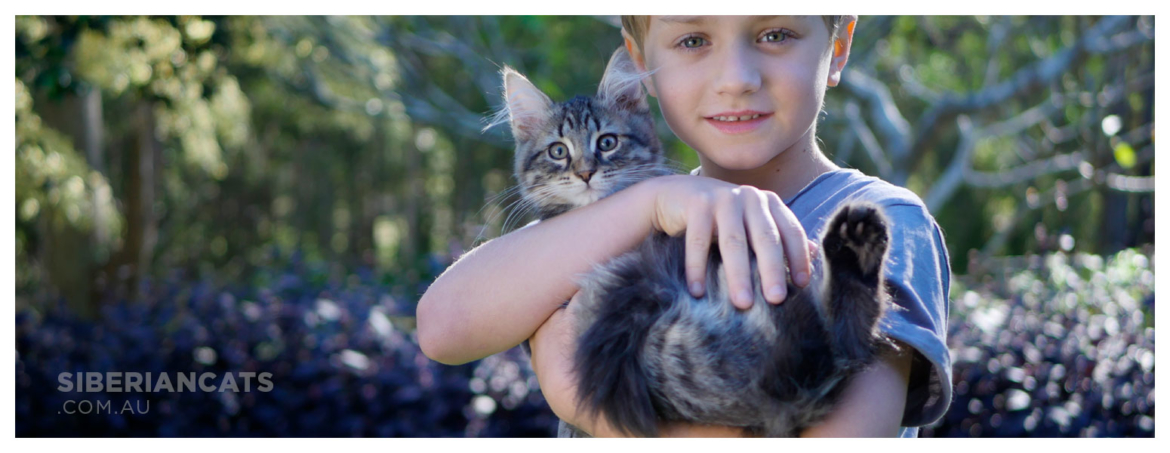 Siberian-kitten-with-boy-1.jpg