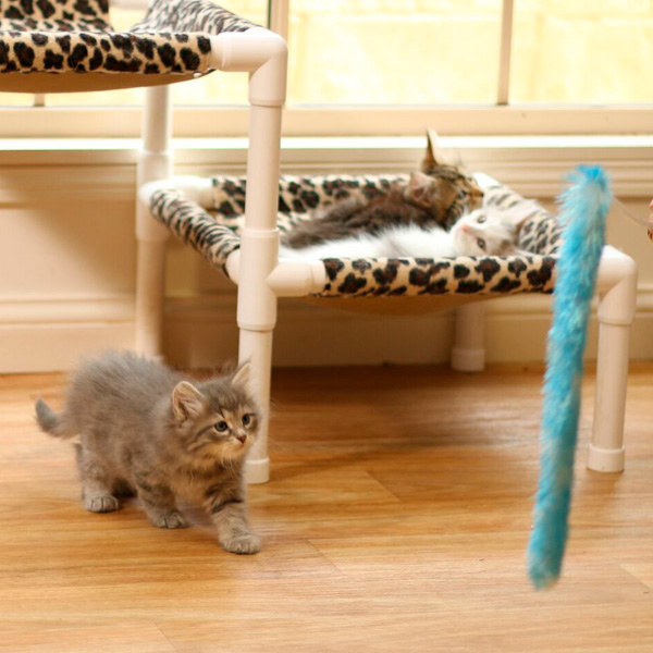 miakoshka-siberian-cats-playing.jpg