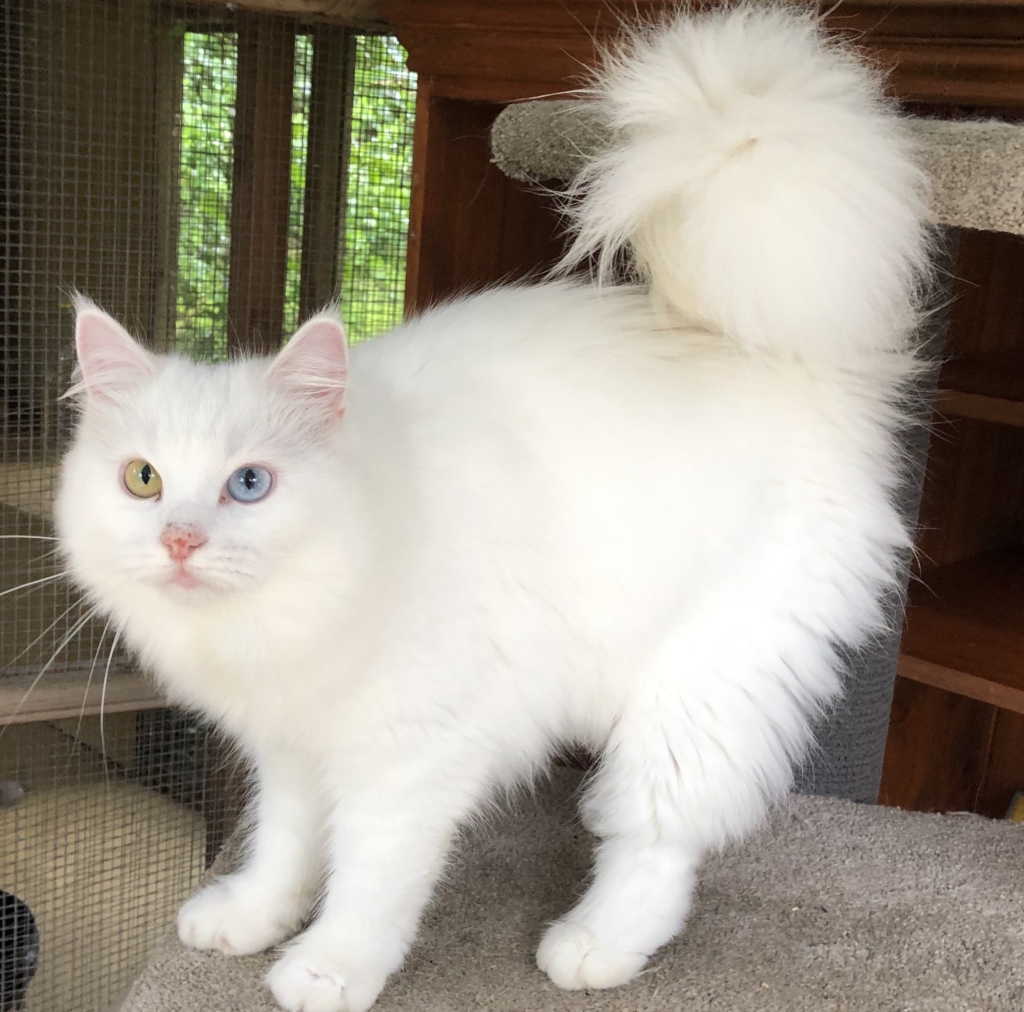 Cats for Adoption - Siberian Cats