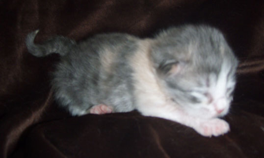 blue-tortie-white.jpg