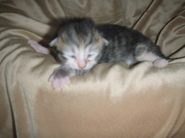 silver-tortie-white-girl.jpg