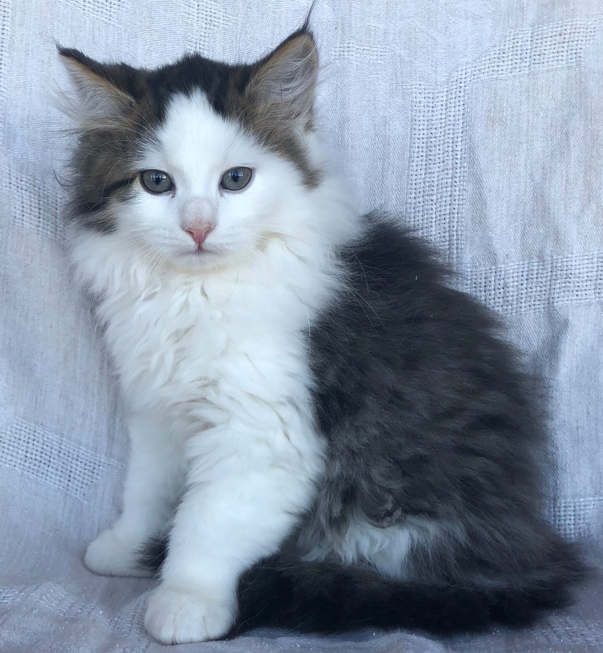 black_and_white_kitten_1 - Siberian Cats