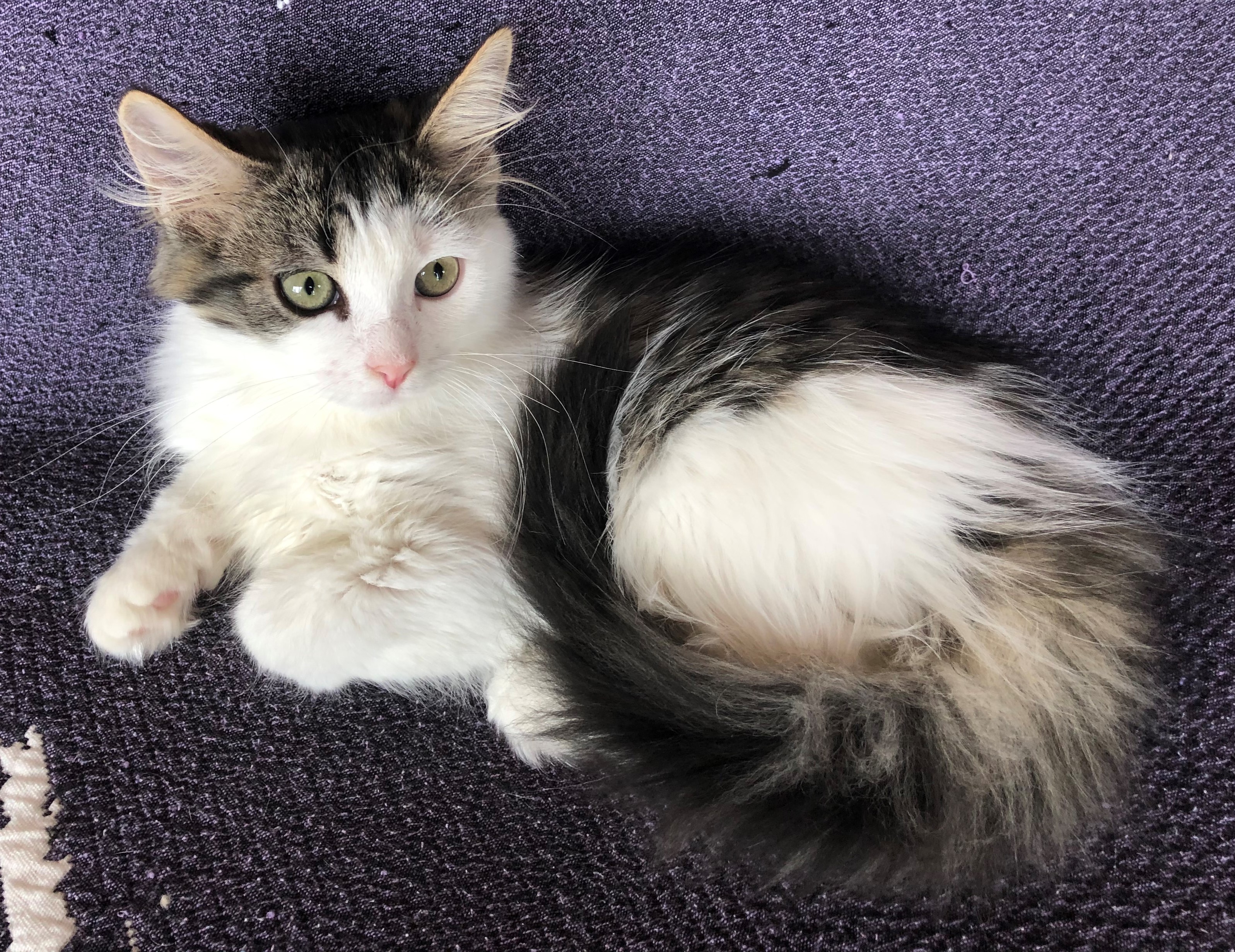 black_and_white_girl_2 - Siberian Cats